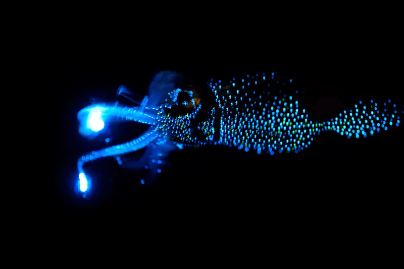 Firefly Squid – Japan's Living Light Festival