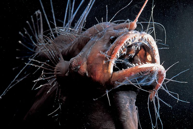 Anglerfish: The Ocean's Most Terrifying Marriage