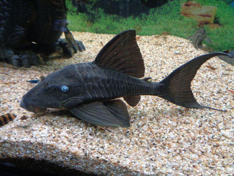 Blue-Eyed Pleco