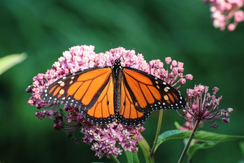 Fading Flutters: Monarch Butterfly