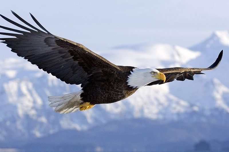 Remarkable Recovery: American Bald Eagle