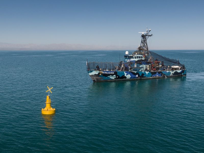 The Role Of Conservation Efforts For The Vaquita