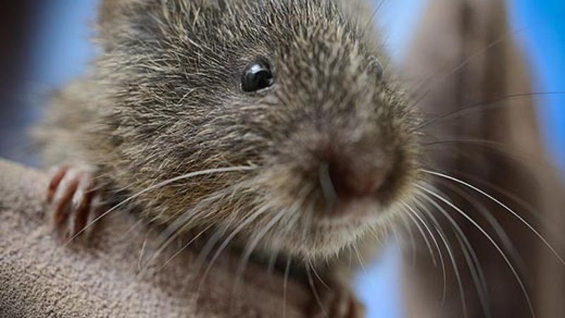 Amargosa Vole – Desert Survivor