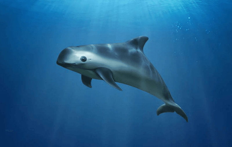 The Decline Of The Vaquita Population