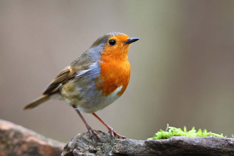 European Robin
