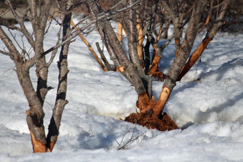 Bark And Cambium: Winter Survival Food