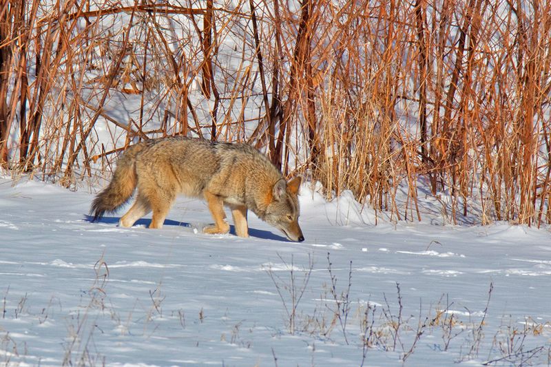 Smaller Predators Run Wild