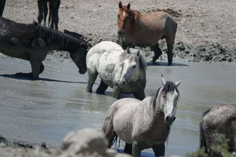 Water Holes Become Less Accessible
