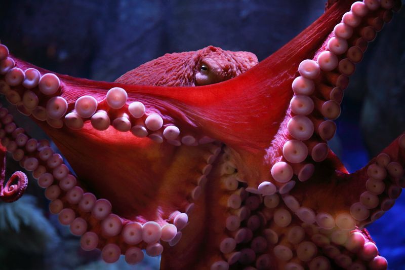 Red-Tipped Octopus