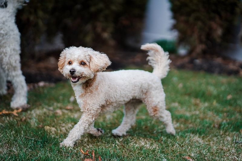 Perceptive Poodles