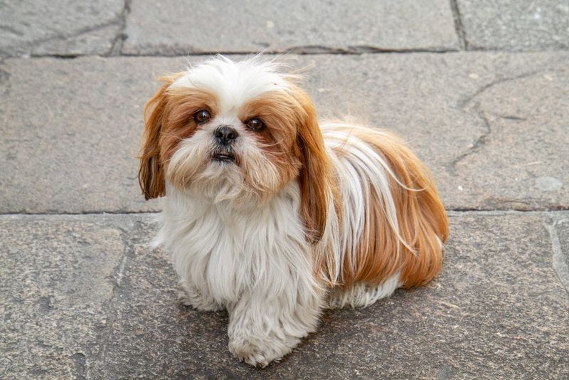 Shadow Shih Tzus