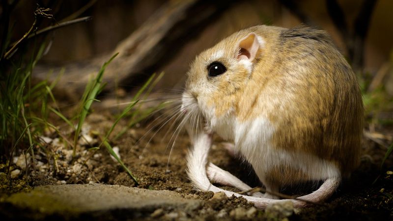 Sonic Speed: Kangaroo Rat