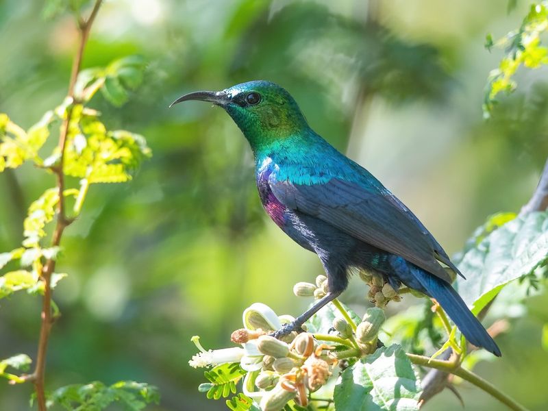Miniature Sunbeam: Purple-Banded Sunbird