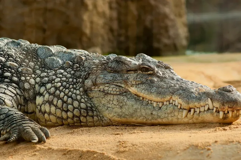 Crocodiles: Timeless And Terrifying