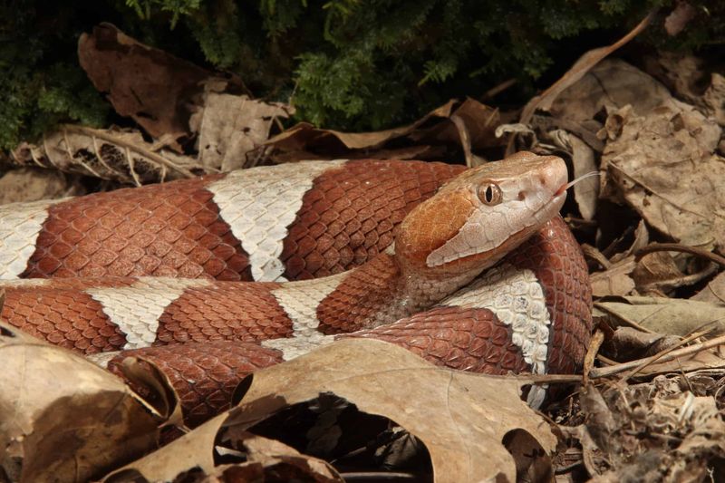Distinctive Head Shapes