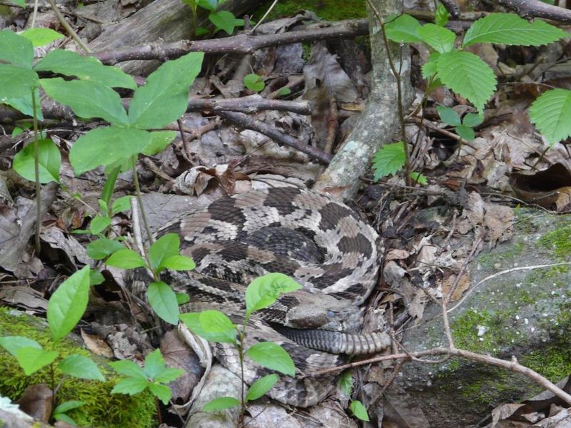 Masters Of Camouflage