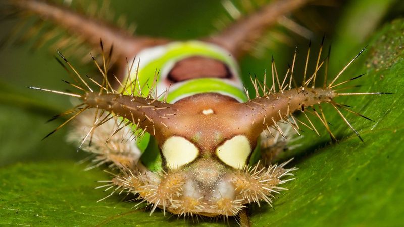 Saddleback Caterpillar
