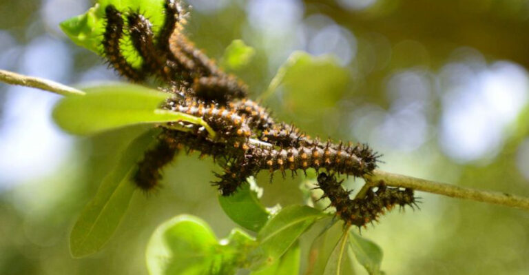Venomous Caterpillars You Should Watch Out For In Your Garden