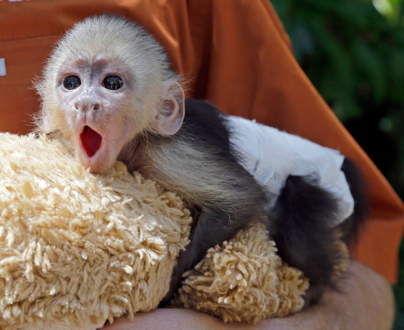Monkeys: Cute Babies, Destructive Adults