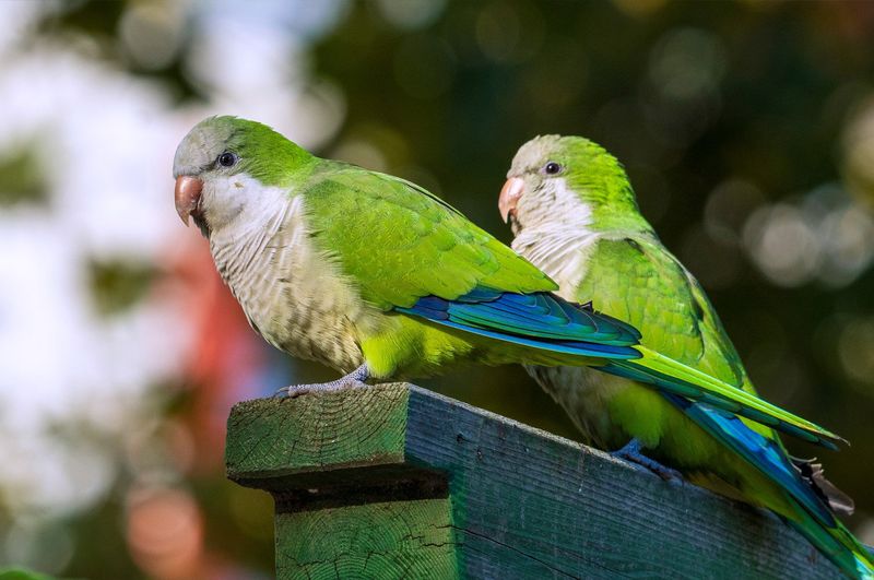 Quaker Parakeets