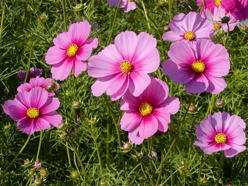 Cosmos