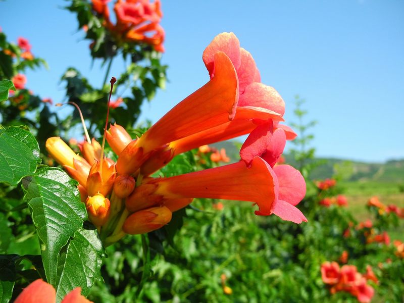Trumpet Vine (Campsis radicans)