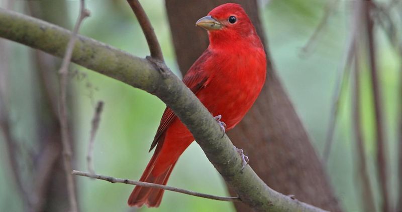 Summer Tanager
