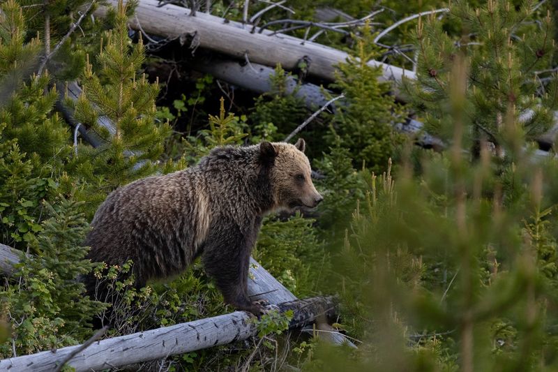 Wyoming – Greater Yellowstone Grizzly Bear