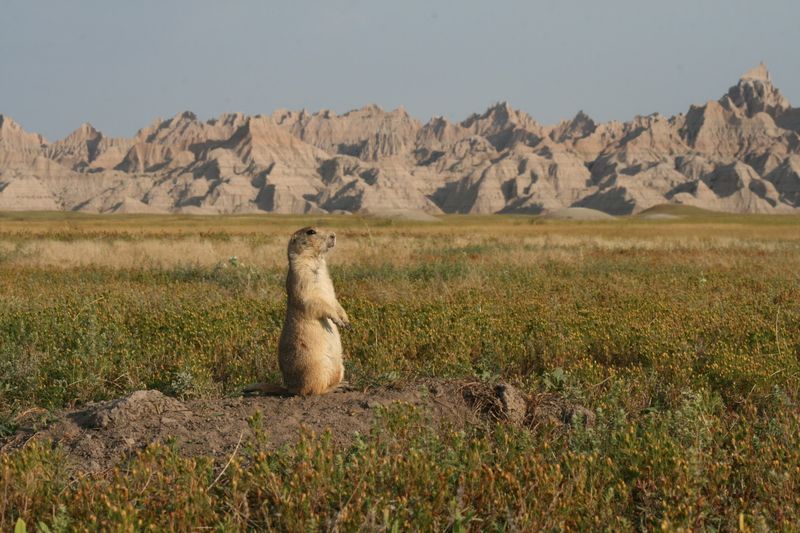South Dakota's Prairie Dog Colonies