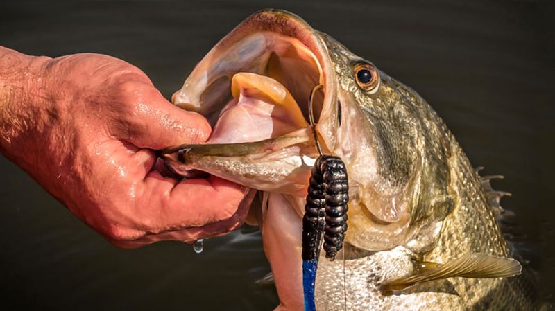 Dead Bait Deadsticking