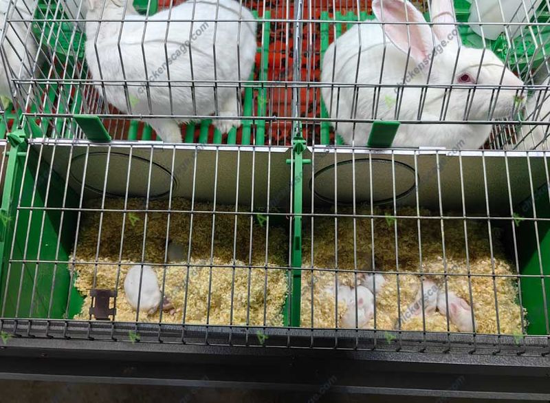 Automated Feeding Systems