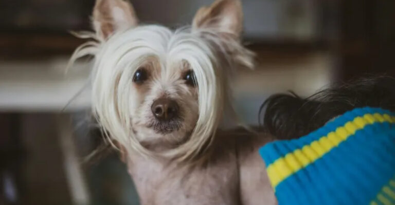 Vet Nurse Recommends Avoiding These 17 Dog Breeds