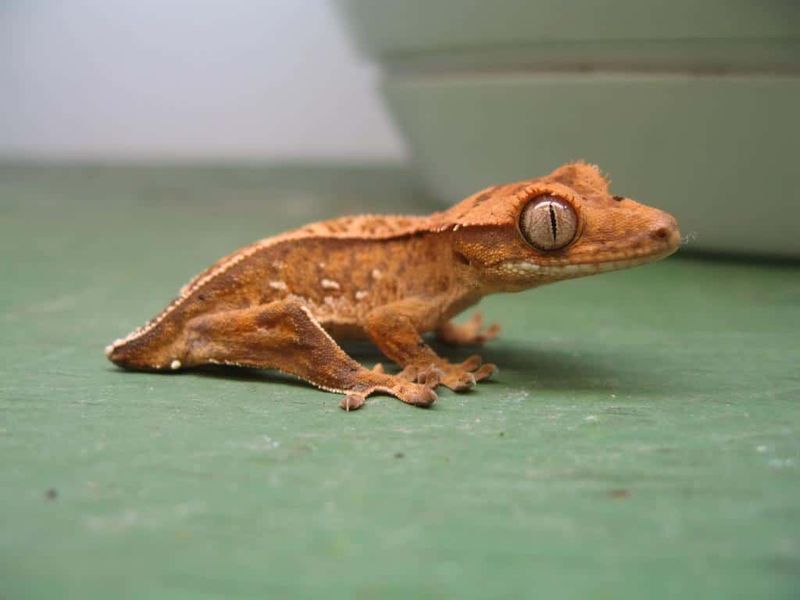 Tail Loss And Regeneration
