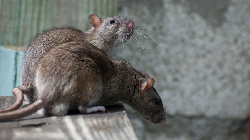 Aging Signs in Elderly Rats