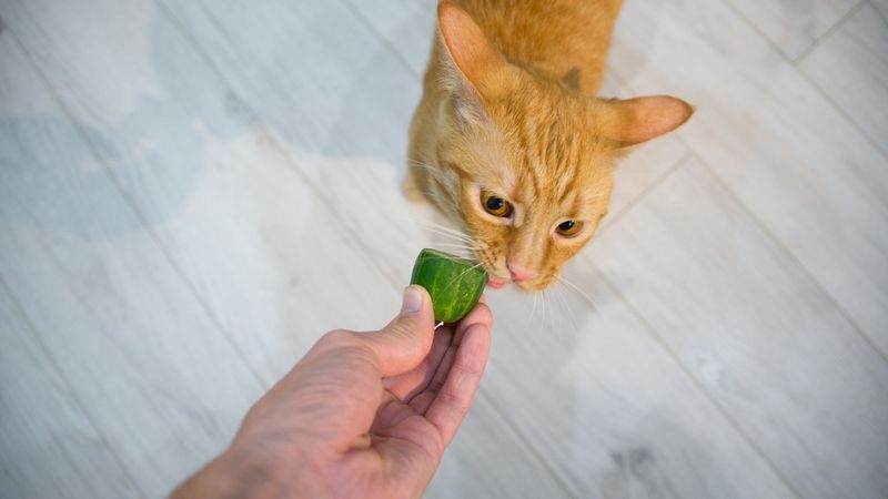 Cucumbers Spark Surprising Terror