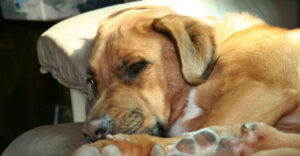 Vets Reveal The Most Common Signs Of Lyme Disease In Dogs