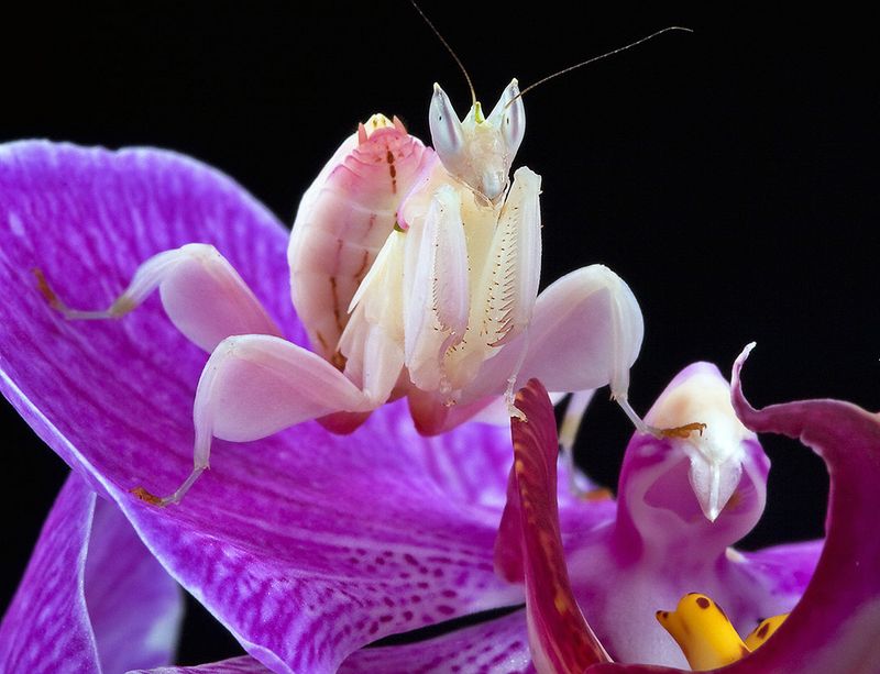 Mini Orchid Mantis