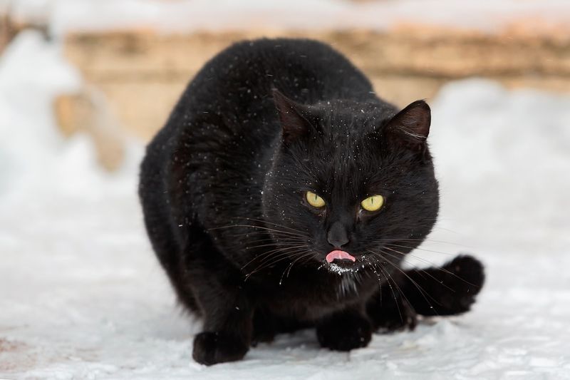Silent Paws For Stealth