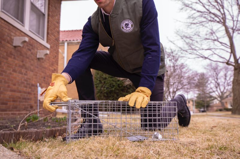 Professional Wildlife Removal