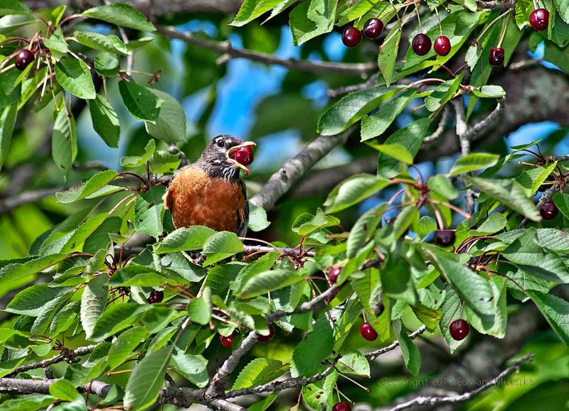 Native Cherries: Wild Treats