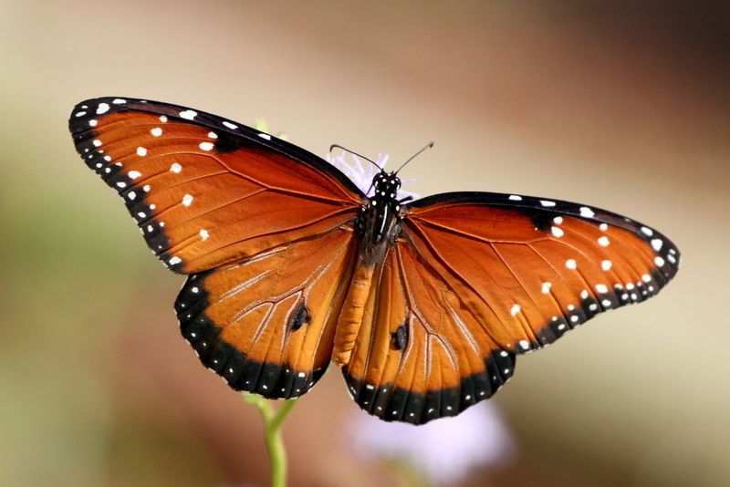 Queen Butterfly: Almost Identical, But Not Quite