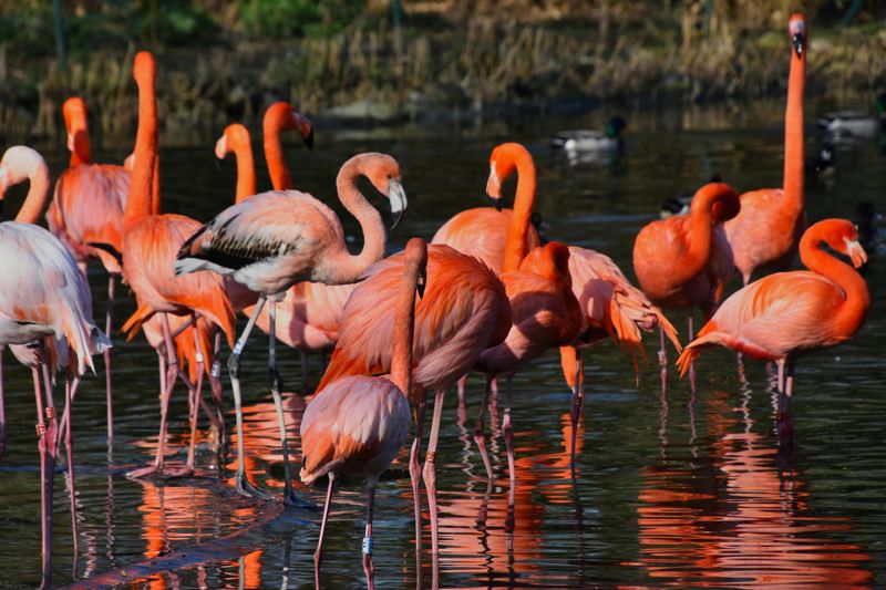 Flamingo