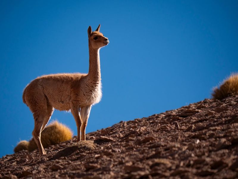 Vicuna