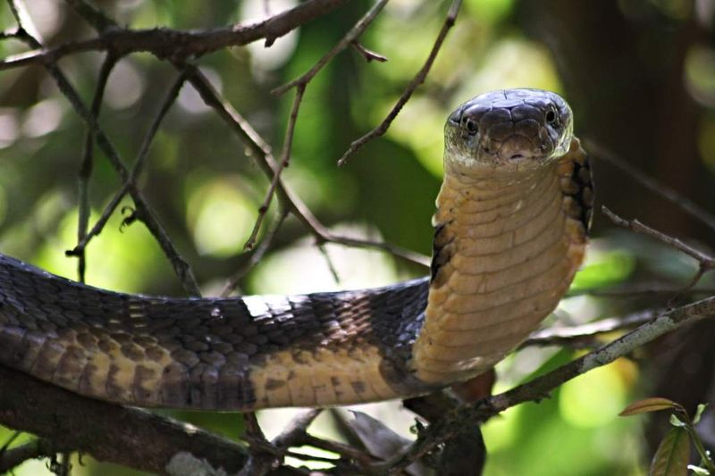 King Cobra