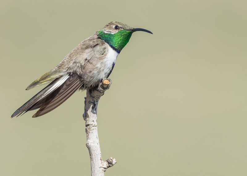 Andean Hillstar