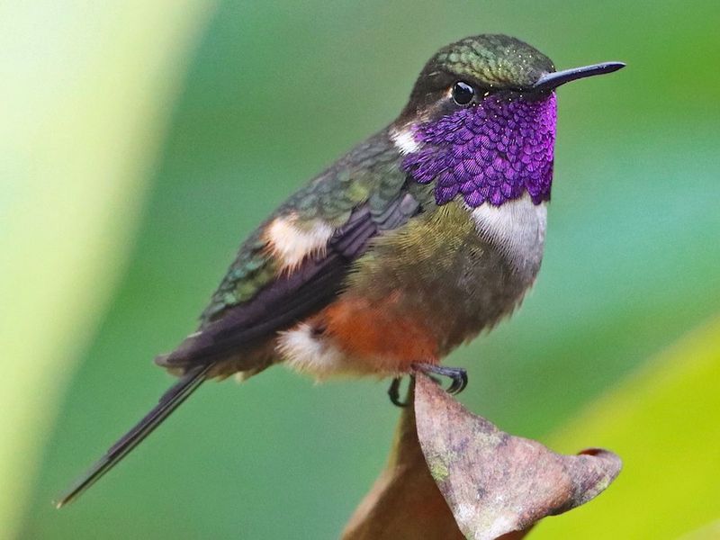 Magenta-Throated Woodstar