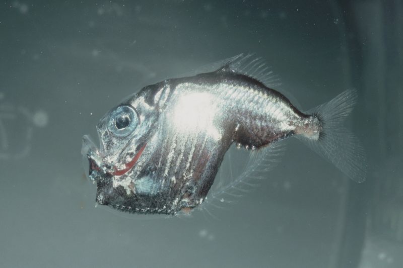 Hatchetfish