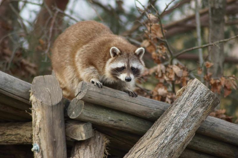 New York's Urban Wildlife