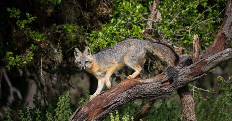 Oregon's Forest Fox Revival