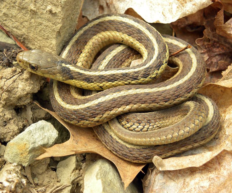 Garter Snake